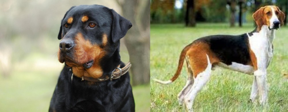 Grand Anglo-Francais Tricolore vs Rottweiler - Breed Comparison