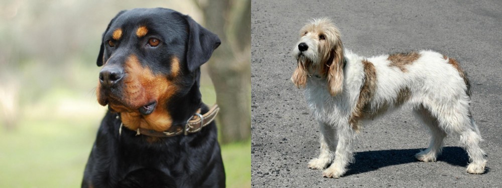 Grand Basset Griffon Vendeen vs Rottweiler - Breed Comparison