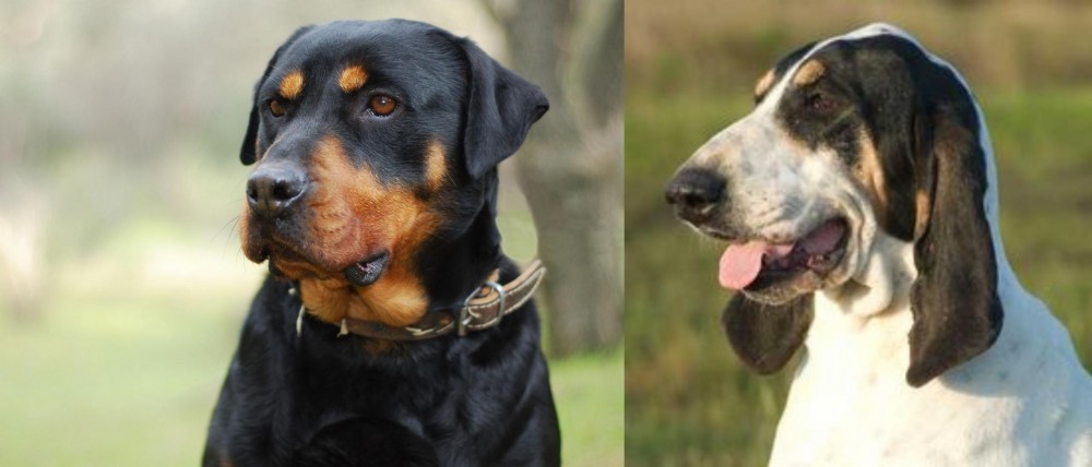 Grand Gascon Saintongeois vs Rottweiler - Breed Comparison