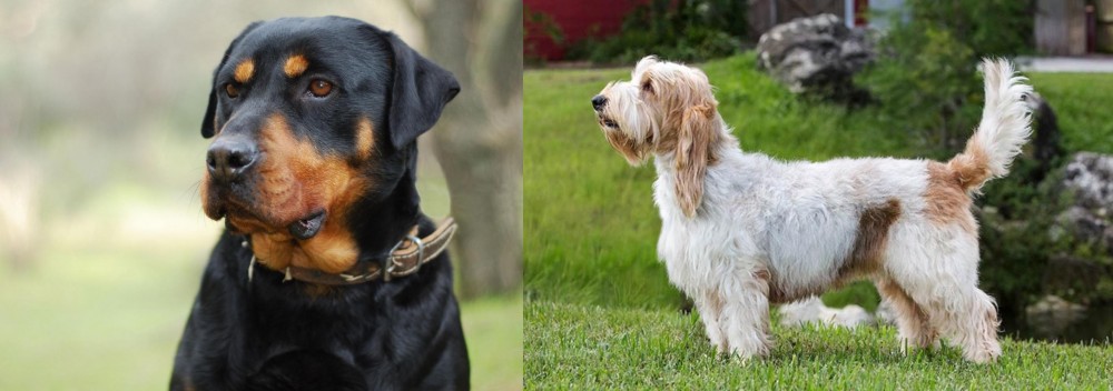 Grand Griffon Vendeen vs Rottweiler - Breed Comparison
