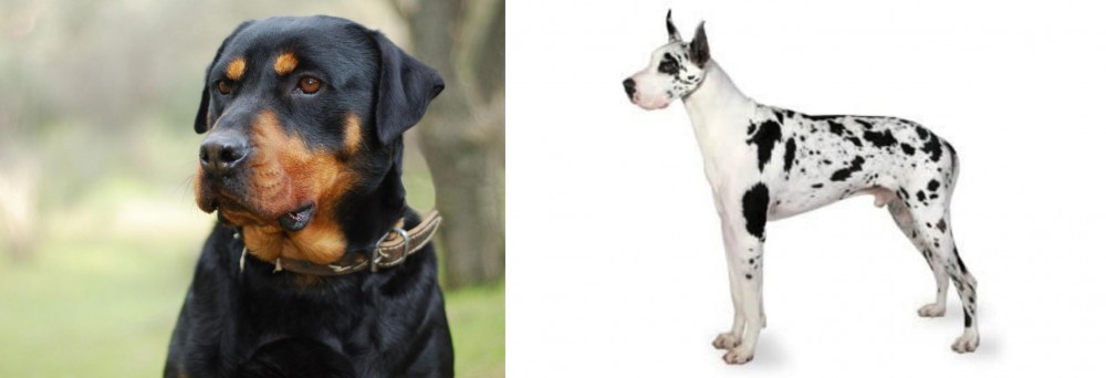 Great Dane vs Rottweiler - Breed Comparison