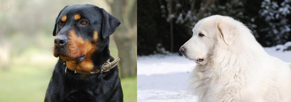 Great Pyrenees vs Rottweiler - Breed Comparison