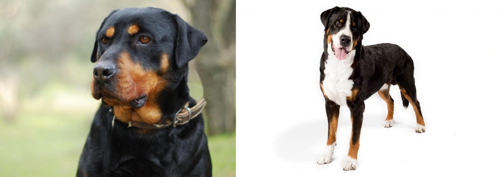 Greater Swiss Mountain Dog vs Rottweiler - Breed Comparison