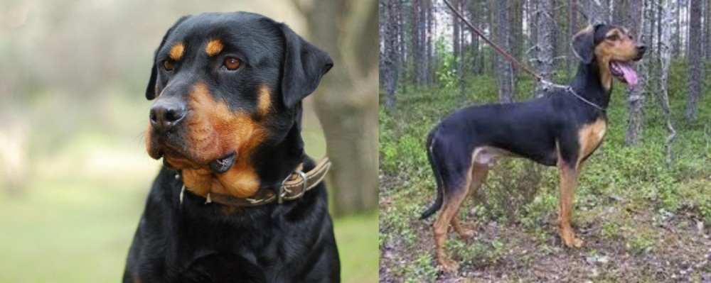 Greek Harehound vs Rottweiler - Breed Comparison