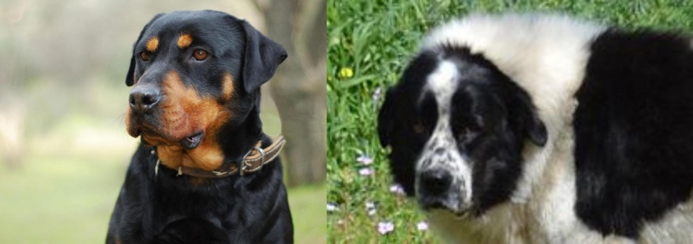 Greek Sheepdog vs Rottweiler - Breed Comparison