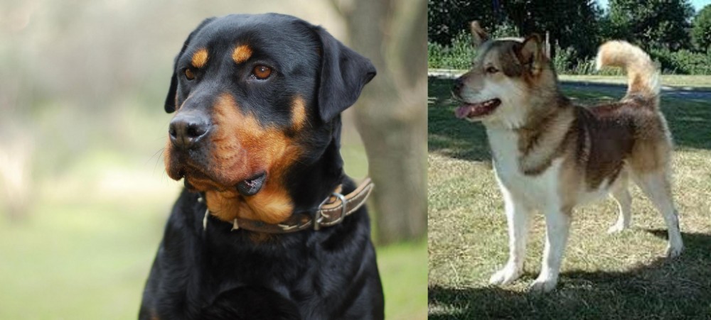 Greenland Dog vs Rottweiler - Breed Comparison