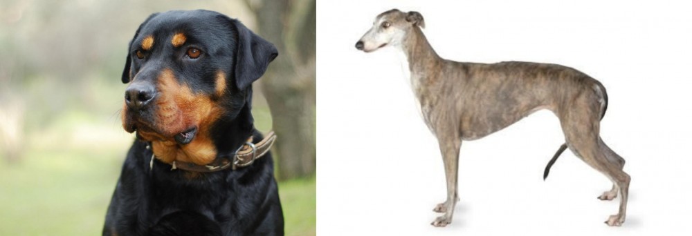 Greyhound vs Rottweiler - Breed Comparison