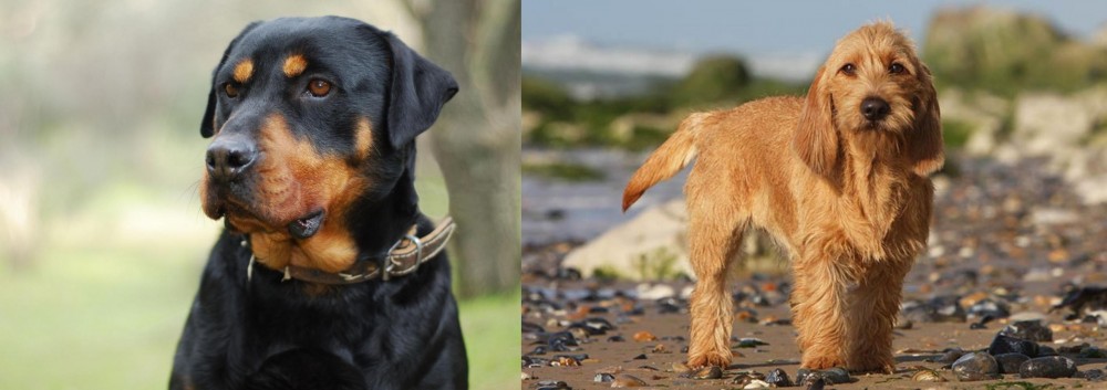 Griffon Fauve de Bretagne vs Rottweiler - Breed Comparison