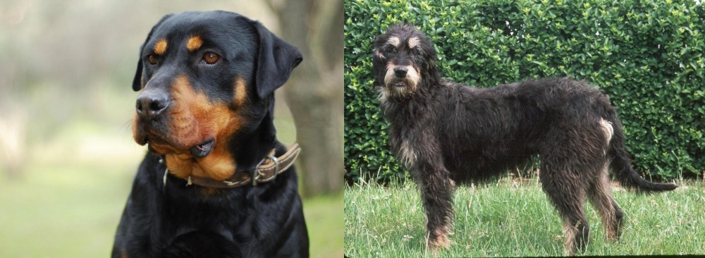 Griffon Nivernais vs Rottweiler - Breed Comparison