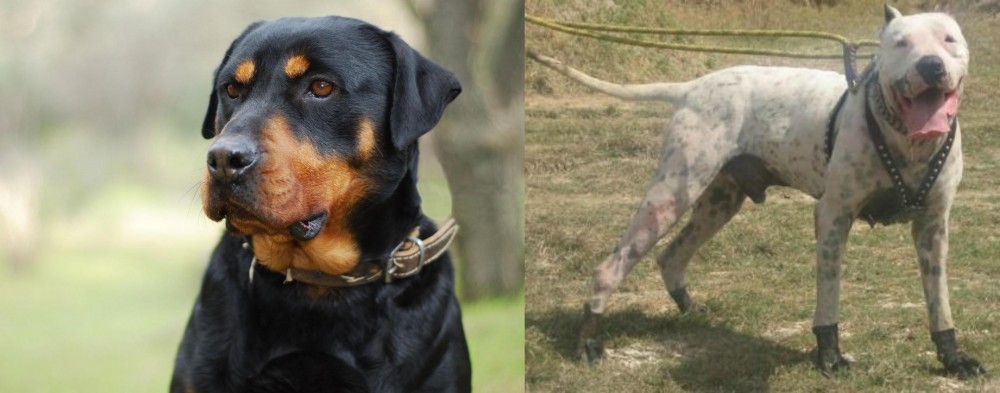 Gull Dong vs Rottweiler - Breed Comparison