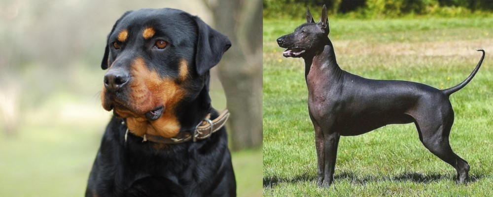 Hairless Khala vs Rottweiler - Breed Comparison