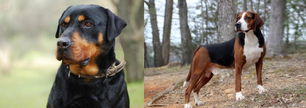 Hamiltonstovare vs Rottweiler - Breed Comparison