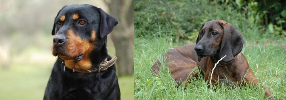 Hanover Hound vs Rottweiler - Breed Comparison