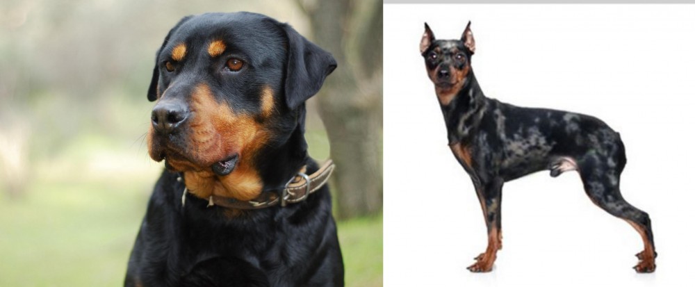 Harlequin Pinscher vs Rottweiler - Breed Comparison