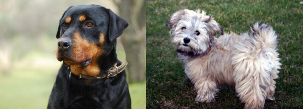 Havapoo vs Rottweiler - Breed Comparison