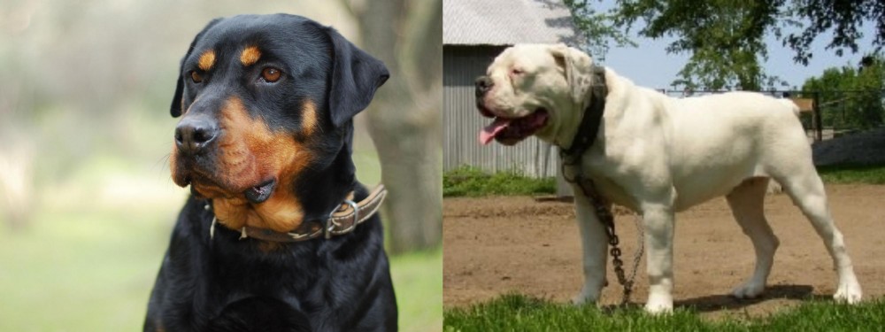 Hermes Bulldogge vs Rottweiler - Breed Comparison
