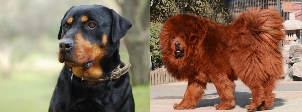 Himalayan Mastiff vs Rottweiler - Breed Comparison