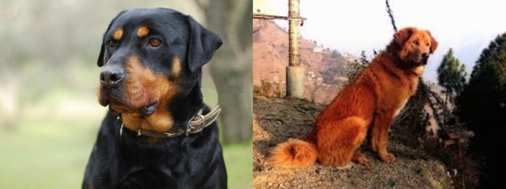Himalayan Sheepdog vs Rottweiler - Breed Comparison