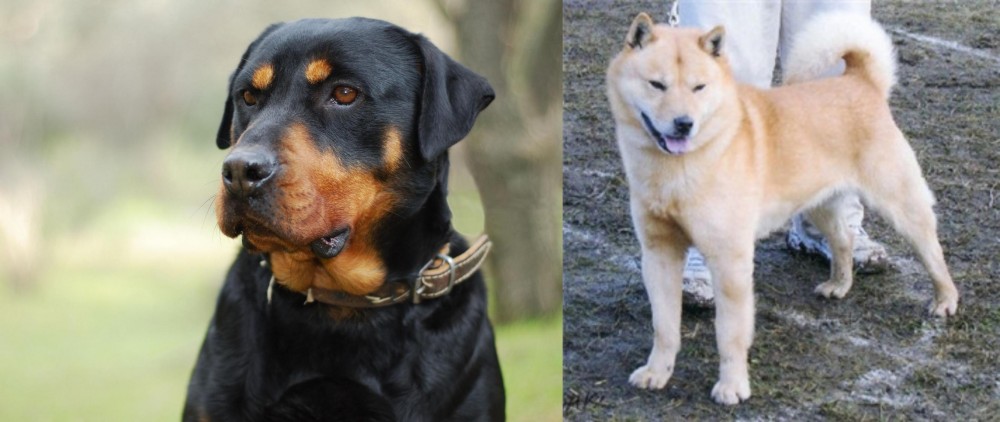 Hokkaido vs Rottweiler - Breed Comparison