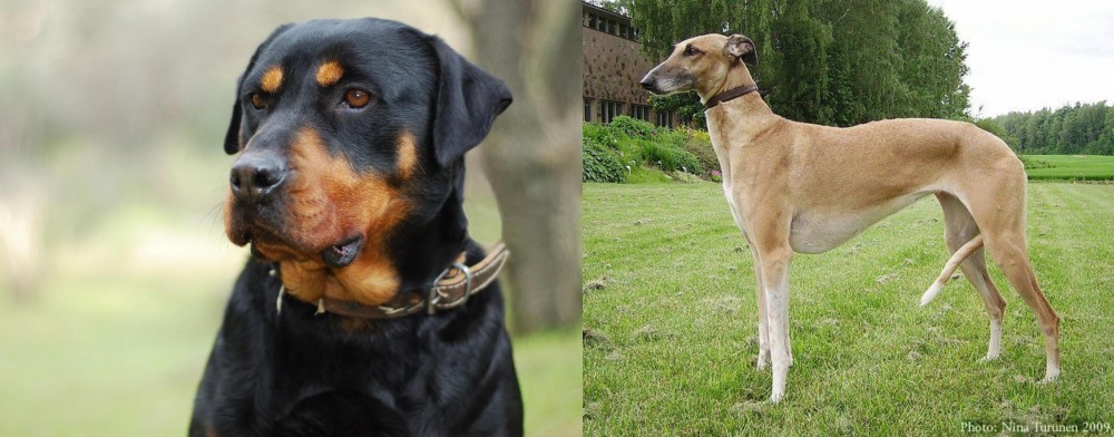 Hortaya Borzaya vs Rottweiler - Breed Comparison