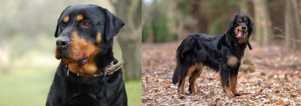 Hovawart vs Rottweiler - Breed Comparison