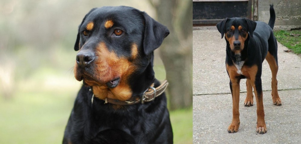Hungarian Hound vs Rottweiler - Breed Comparison