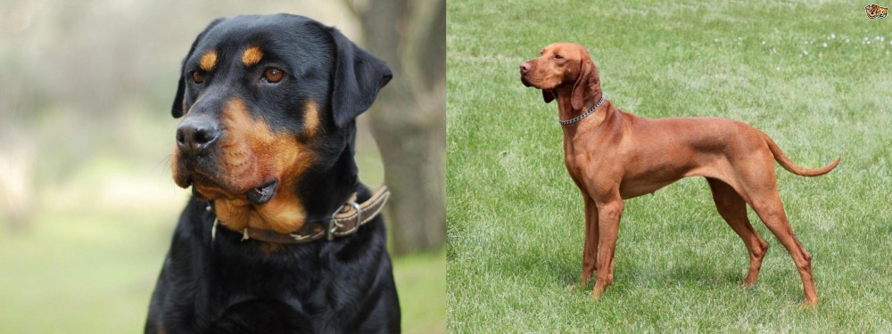 Hungarian Vizsla vs Rottweiler - Breed Comparison