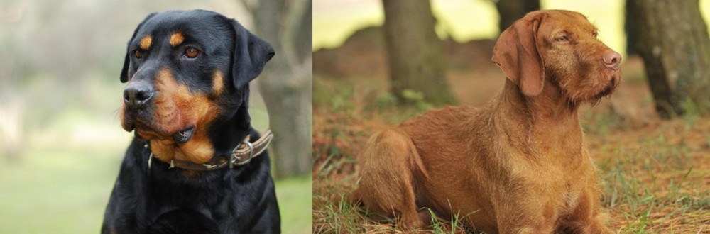 Hungarian Wirehaired Vizsla vs Rottweiler - Breed Comparison