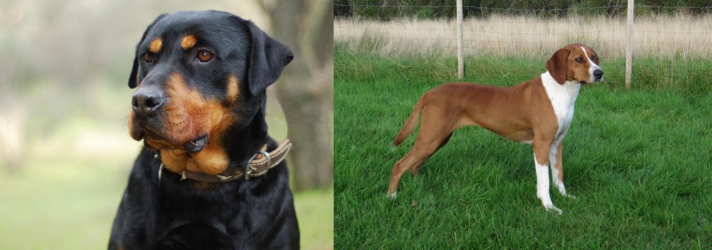 Hygenhund vs Rottweiler - Breed Comparison