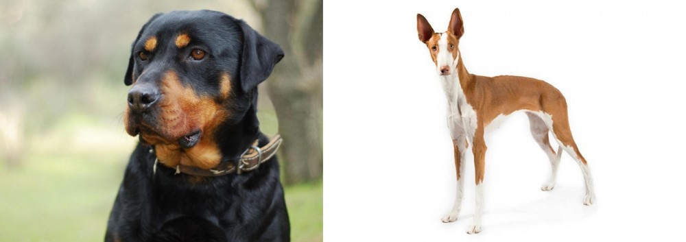 Ibizan Hound vs Rottweiler - Breed Comparison