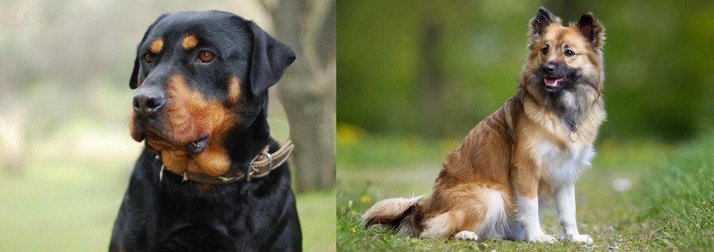 Icelandic Sheepdog vs Rottweiler - Breed Comparison
