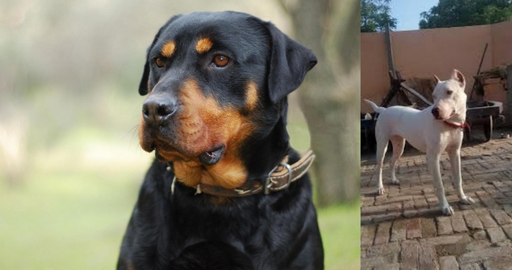 Indian Bull Terrier vs Rottweiler - Breed Comparison