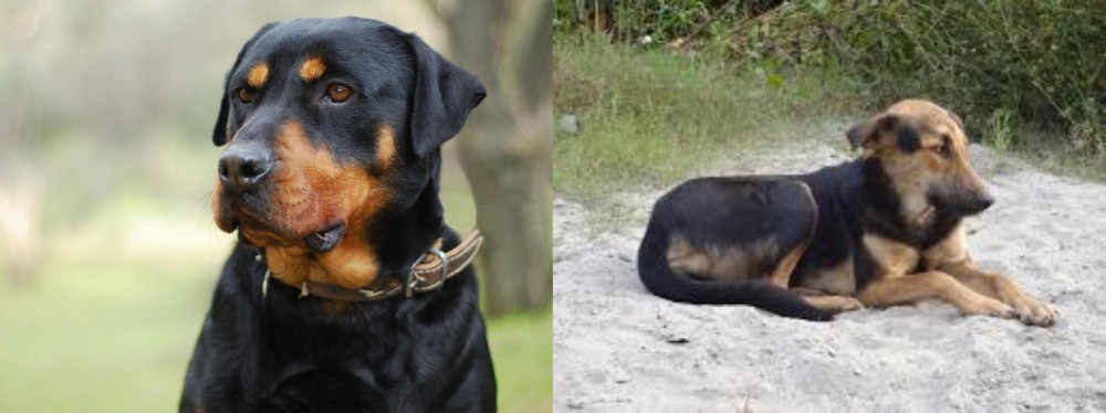 Indian Pariah Dog vs Rottweiler - Breed Comparison