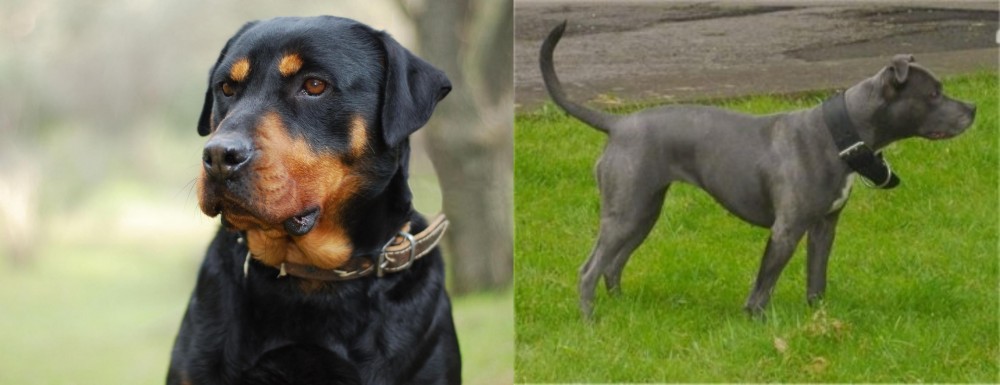 Irish Bull Terrier vs Rottweiler - Breed Comparison
