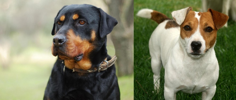Irish Jack Russell vs Rottweiler - Breed Comparison