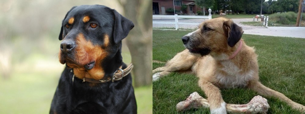 Irish Mastiff Hound vs Rottweiler - Breed Comparison