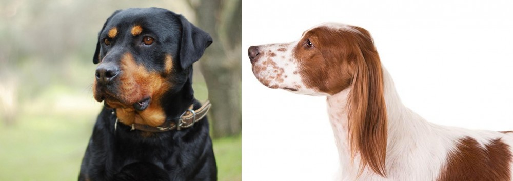 Irish Red and White Setter vs Rottweiler - Breed Comparison