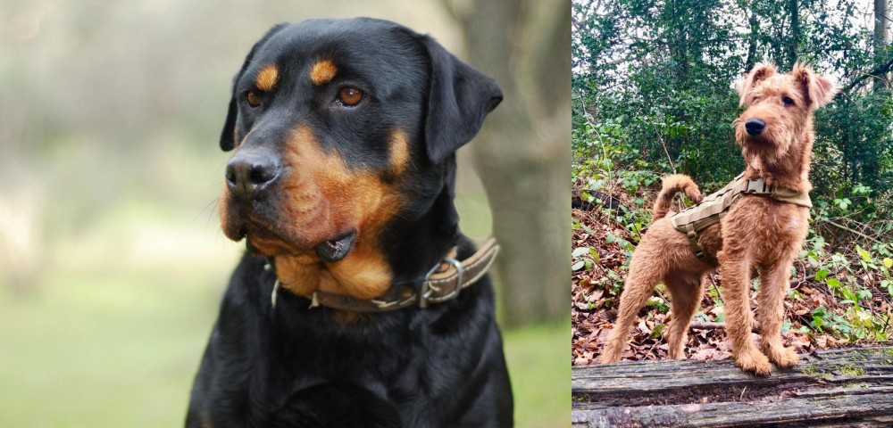 Irish Terrier vs Rottweiler - Breed Comparison