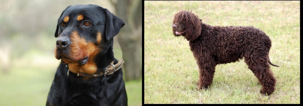 Irish Water Spaniel vs Rottweiler - Breed Comparison