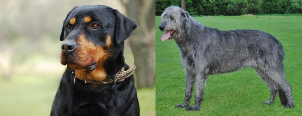 Irish Wolfhound vs Rottweiler - Breed Comparison