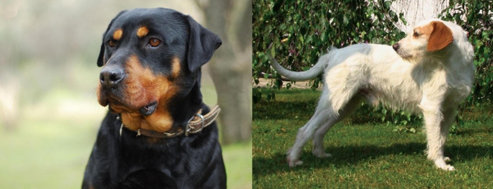 Istarski Ostrodlaki Gonic vs Rottweiler - Breed Comparison