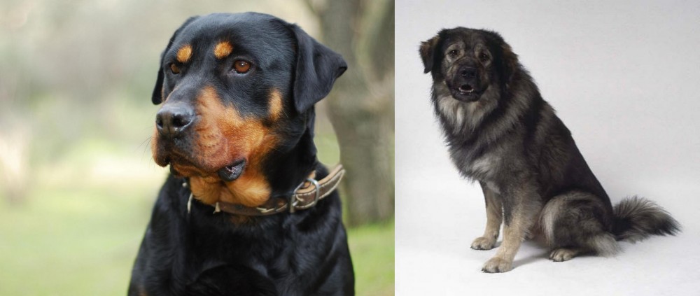 Istrian Sheepdog vs Rottweiler - Breed Comparison