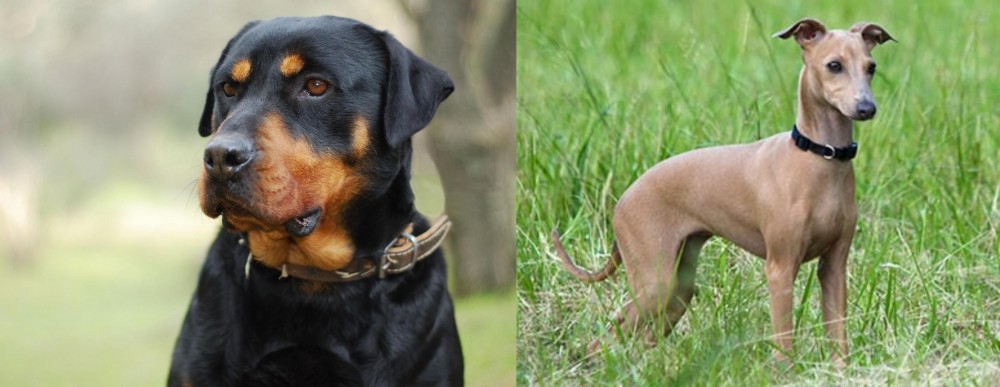 Italian Greyhound vs Rottweiler - Breed Comparison