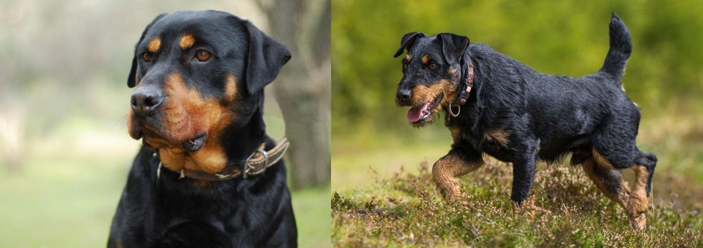 Jagdterrier vs Rottweiler - Breed Comparison