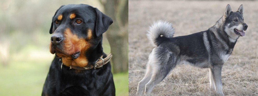 Jamthund vs Rottweiler - Breed Comparison