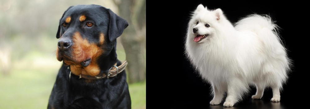Japanese Spitz vs Rottweiler - Breed Comparison