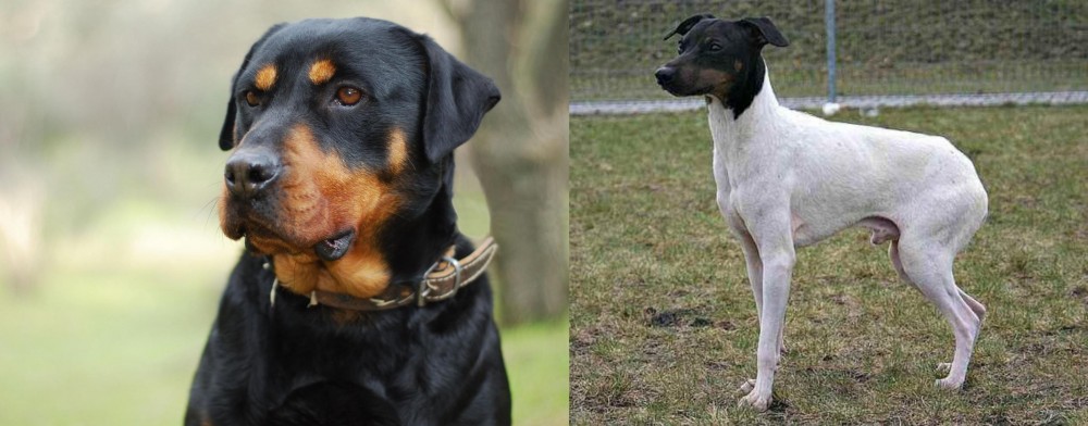 Japanese Terrier vs Rottweiler - Breed Comparison