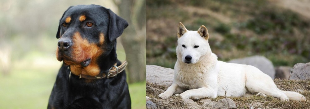 Jindo vs Rottweiler - Breed Comparison