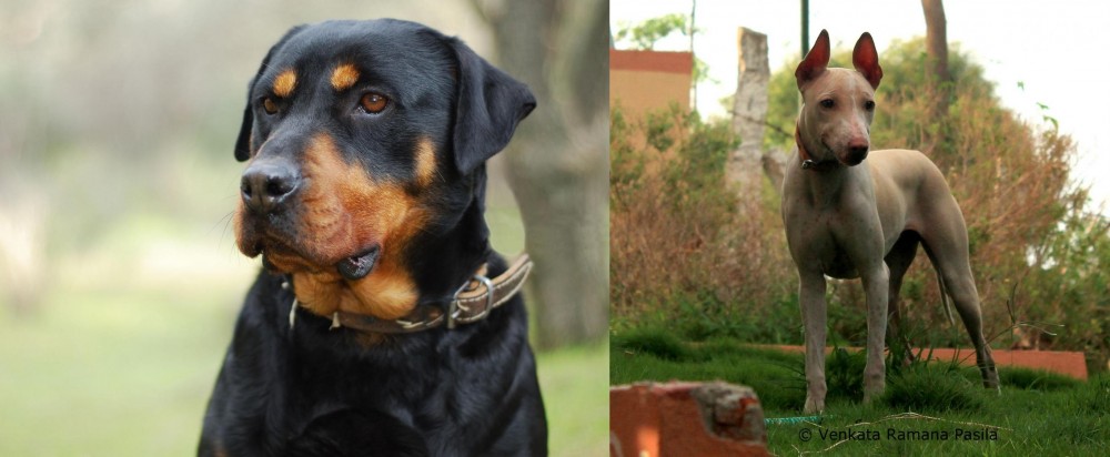 Jonangi vs Rottweiler - Breed Comparison