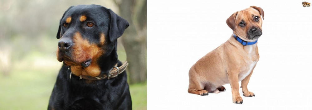 Jug vs Rottweiler - Breed Comparison